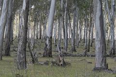 ga_Grampians_2K0C2634