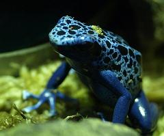 Frog_GA091727