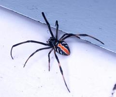 ga_RedbackBaby_GB170389