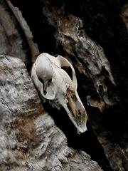 ga_skull_GB080068