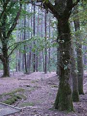 Forests