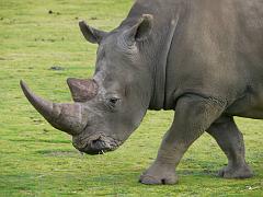 Rhino_P1010230
