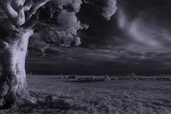 ga_IR_Gumtree_2K0C3286