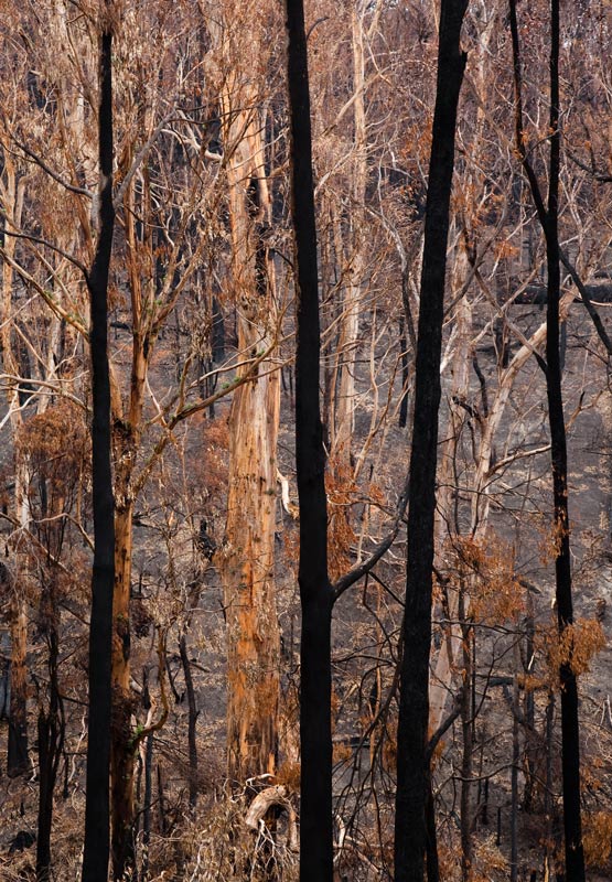 2K0C0244.jpg - Victoria's bushfires Feb 2009 -  7 weeks on - some Mountain Ash seem spared but most were burnt.