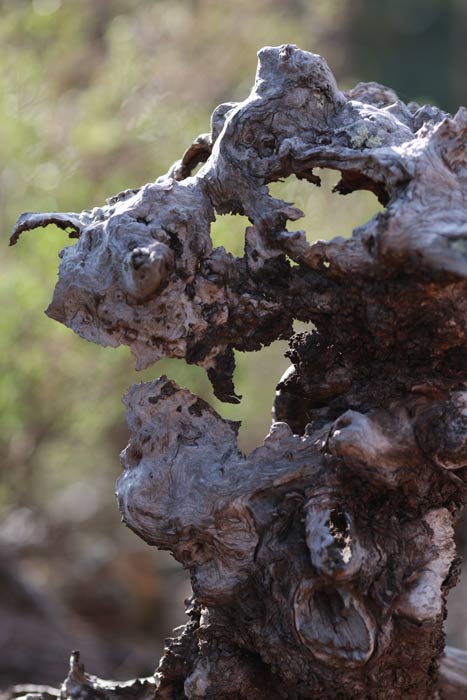 2K0C2321.jpg - the witch - Australian mallee gum tree in my favorite little haunted forest