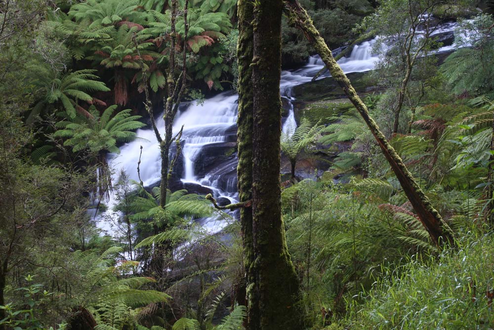 ga_Otways_2K0C6667.jpg - Triplet Falls, Otways, Victoria near dusk.