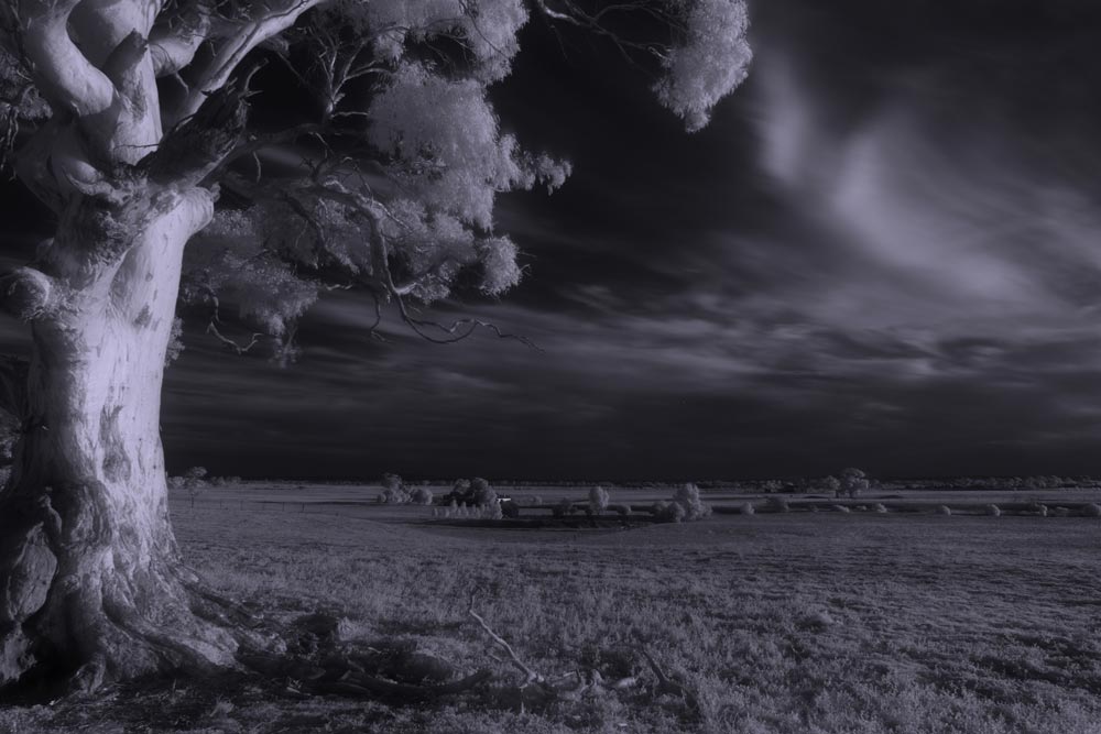 ga_IR_Gumtree_2K0C3286.jpg - Digital infrared photo of Eucalypt farmland in Melbourne's west.