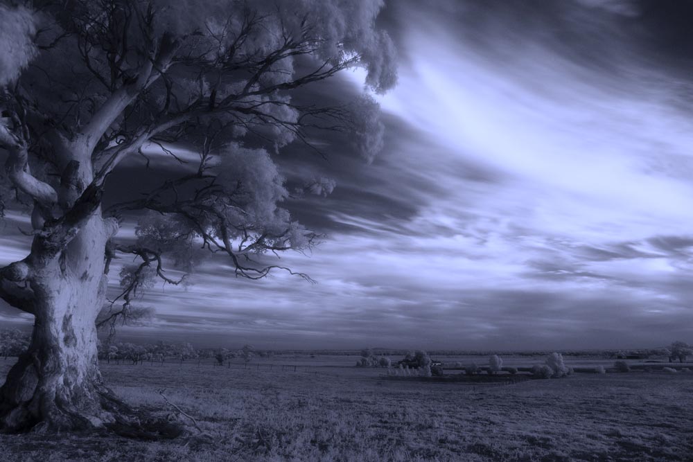 ga_IR_Gumtree_2K0C3295.jpg - Digital infrared photo of Eucalypt farmland in Melbourne's west.