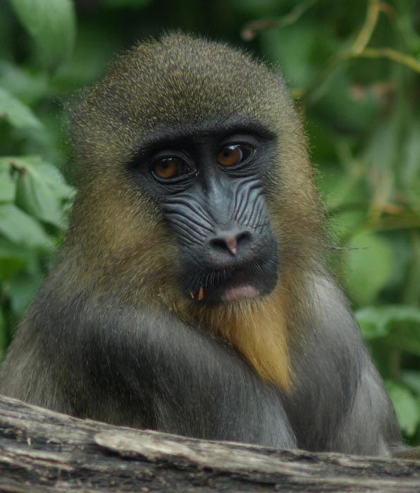 ga_Mandrill_OM200_GB301303.jpg - OLYMPUS DIGITAL CAMERA         