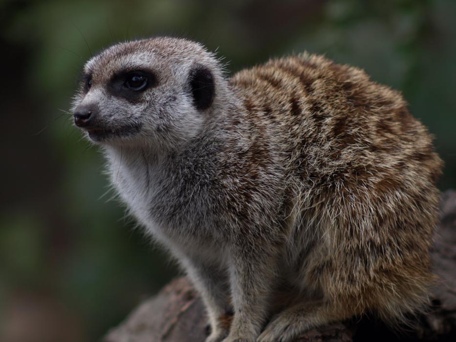 ga_Meerkat_OM200_GB301247.jpg - OLYMPUS DIGITAL CAMERA         