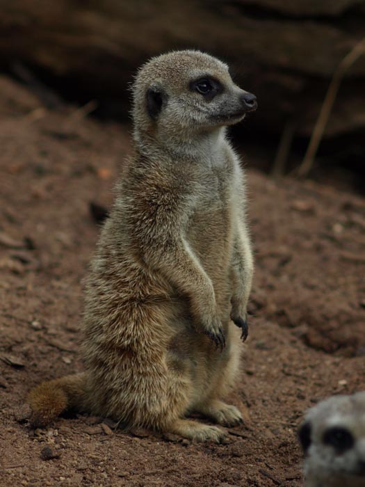 ga_Meerkat_OM200_GB301295.jpg - OLYMPUS DIGITAL CAMERA         