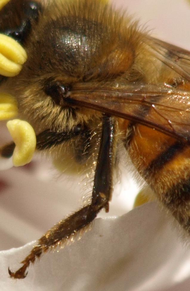 Bee_GA231348_100pcCrop.jpg - 100% pixel peeping crop of bee at about 1.2m focus.