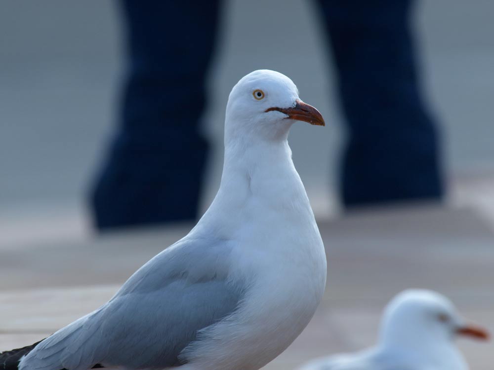 GA221177.jpg - Testing out my new Olympus 2x TC: Hand held, E510, ZD 50-200mm + 2xTC = 800mm in 35mm terms, f/10, 1/200th sec, IS on, ISO400, no lens hood, into to the light.