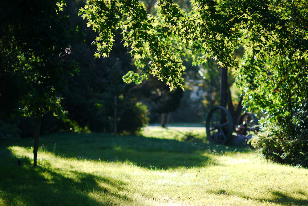 P1120890.jpg - Into the sun but no direct sunlight on lens - excellent flare control even wide open at f/1.4