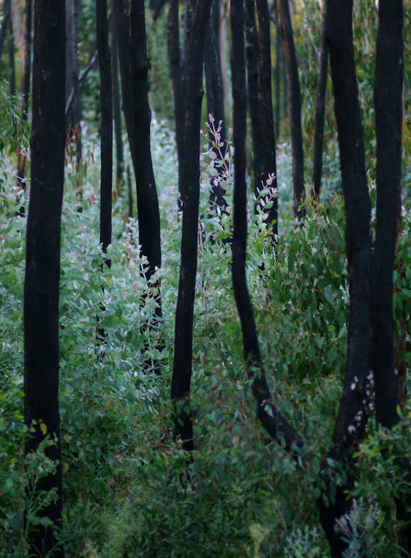 P1130137.jpg - Lush regrowth of Eucalpyt forest 2 years after 2009 Victorian bushfires which killed these trees.