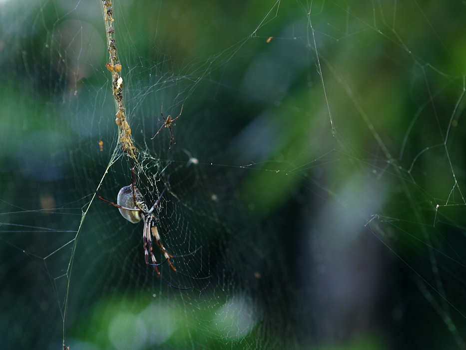 P1130272.jpg - Female Golden Orb weaving spider with its much smaller male mate at 1m close focus f/1.4