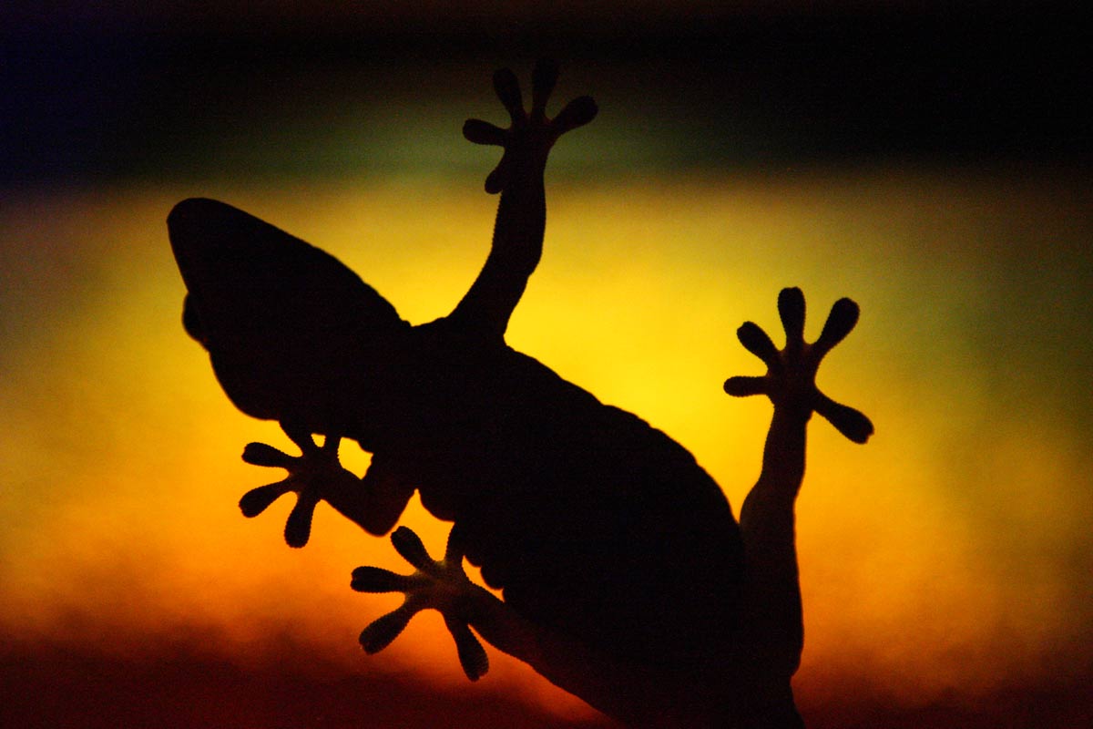 Lizard_2K0C1211.jpg