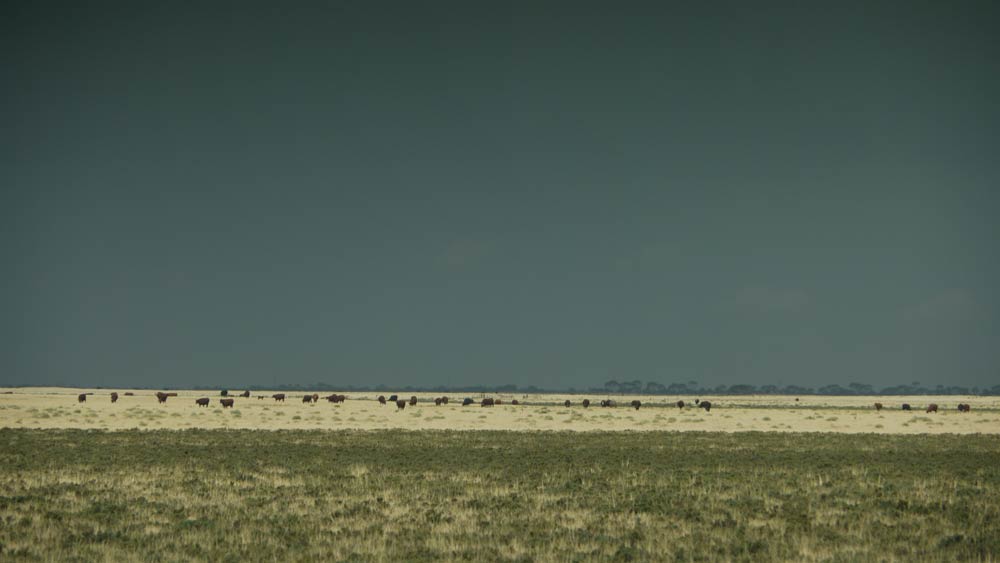 P1040012.jpg - Southern part of Sth Australia through the car window at 110kph.