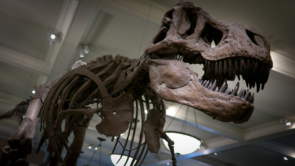 P1140442-1.JPG - T-Rex at the New York museum