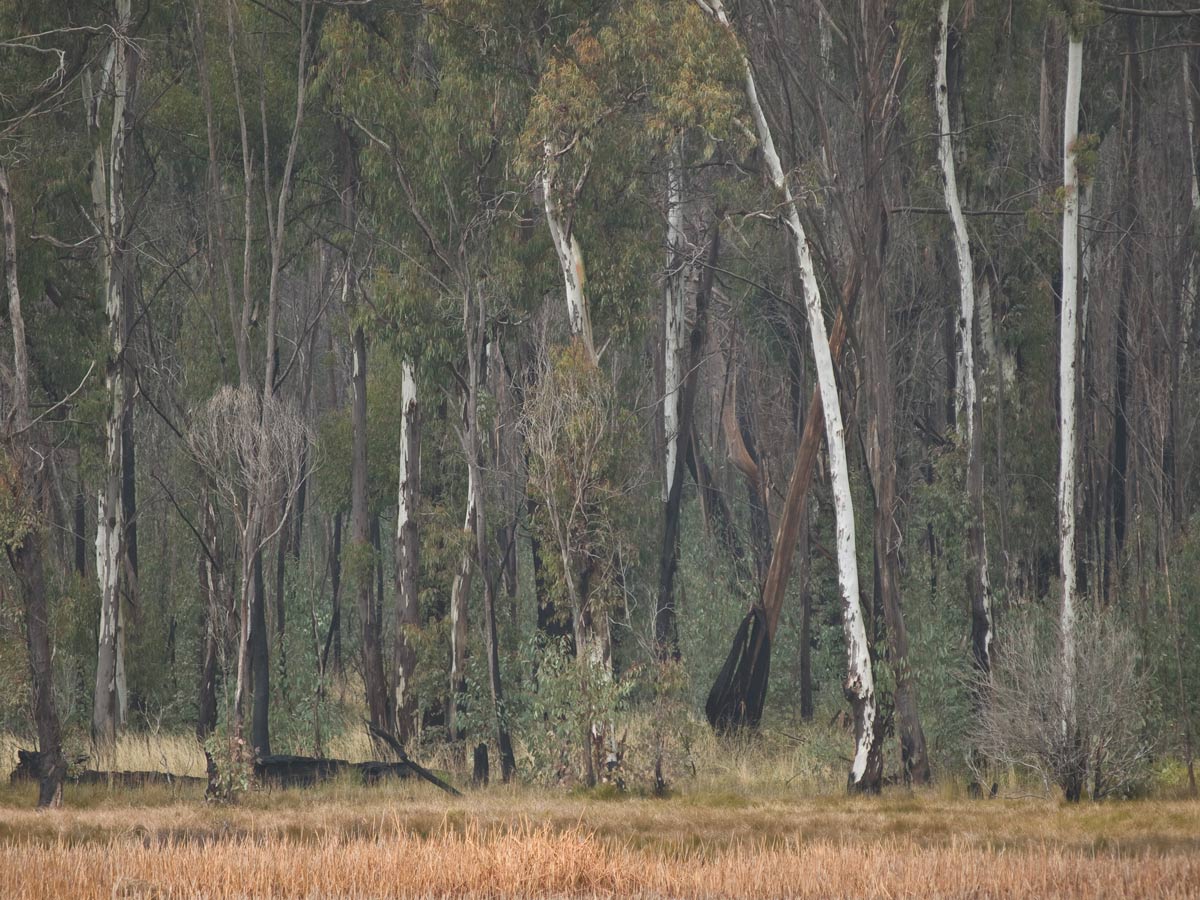 ga_Cobbler_GA274576.jpg - Lake Cobbler in Winter 6 years after the 2003 bushfires. White Candlebark gums contrast with the black scarred remnants in the Winter cloud at a cool 5degC.