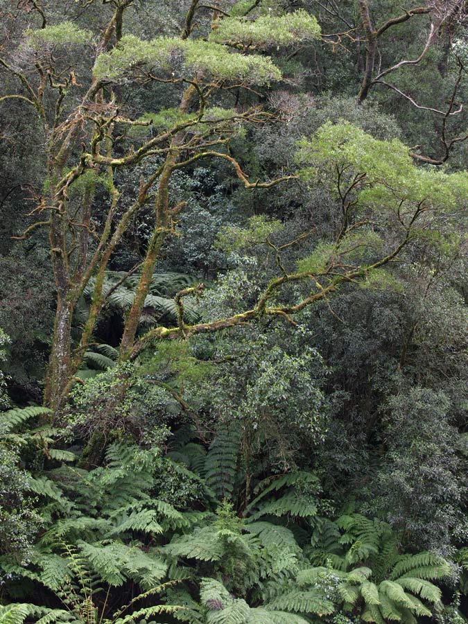 ga_Otways_GA230782.jpg - Winter in the Otways, Victoria