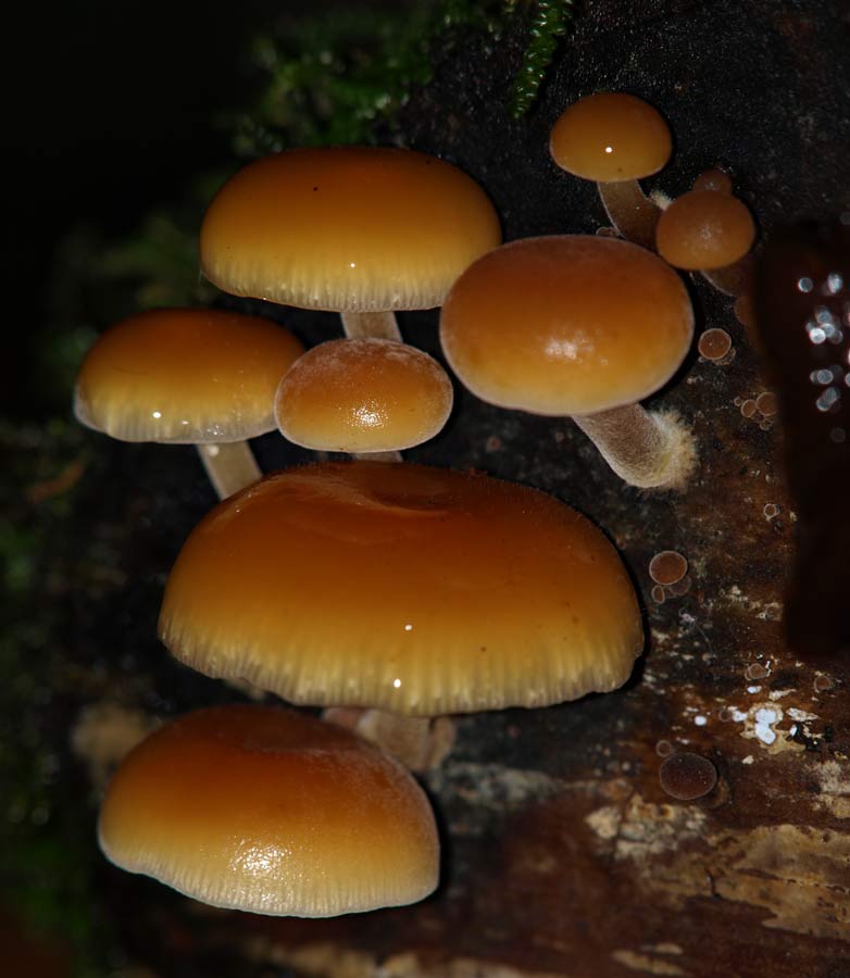 ga_Otways_GA240822.jpg - Toadstools in rain forest, Otways, Victoria