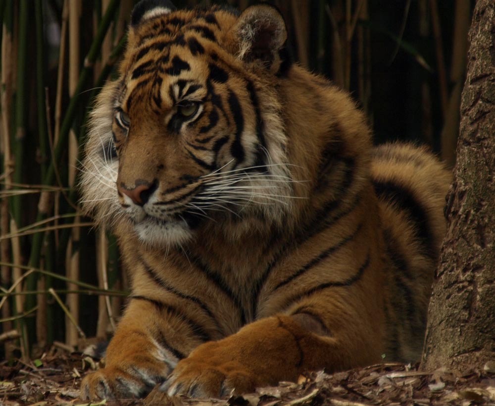ga_SumatranTiger_GA091568.jpg