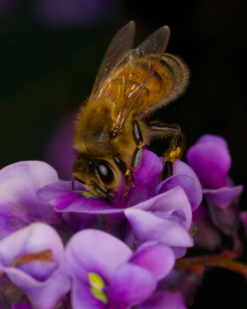 ga_bee_GA241409_crop.jpg - Olympus E510, ZD 50mm macro lens + TC20 teleconverter and ring flash.