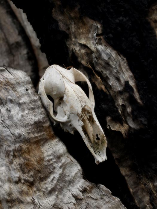 ga_skull_GB080068.jpg