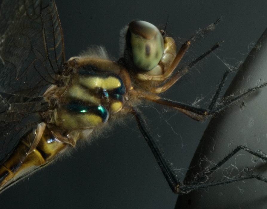 ga_DrFly_PC293121.jpg