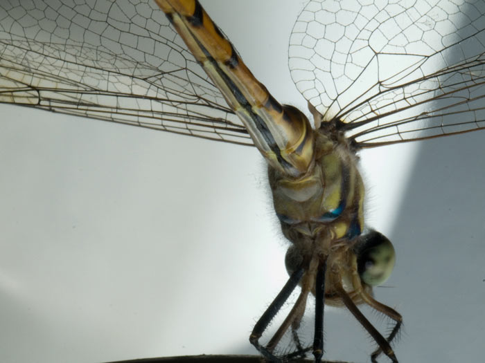 ga_DrFly_PC293122.jpg
