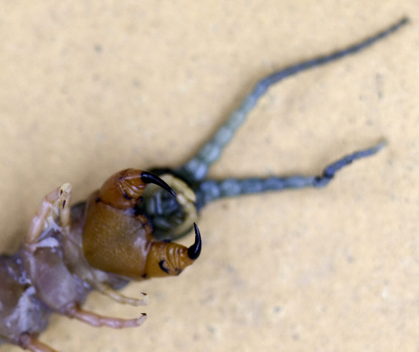 ga_centipede_GB201041.jpg