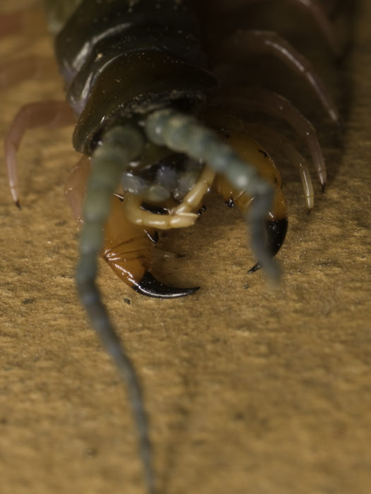 ga_centipede_GB201052.jpg