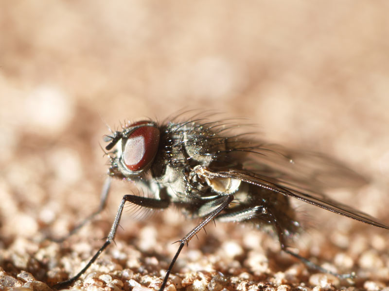 ga_macro_fly_PA111886.jpg