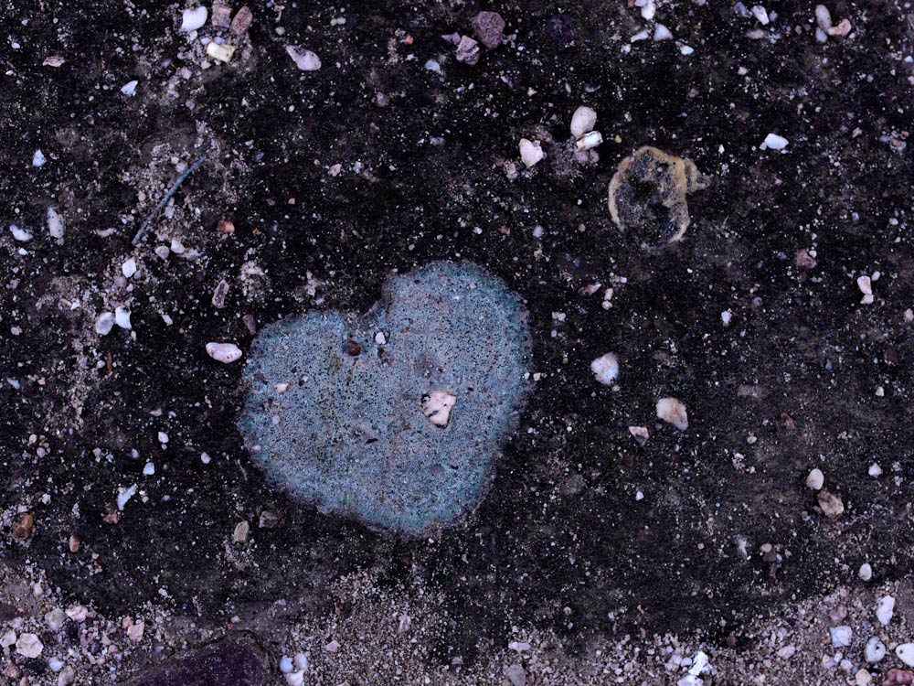 P1070888.jpg - Stone embedded in gravel road in a forest - coincidence? or a sign that someone has shot me in the heart?